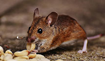 24 Hour & Emergency Exterminators in San Mateo, CA